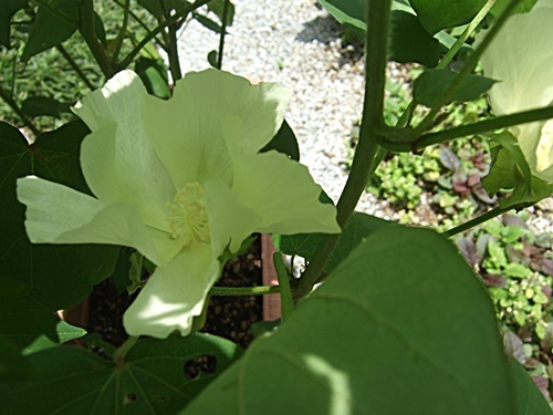 e0086885_13015511.jpg