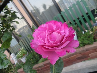 f0325309_18515790.jpg