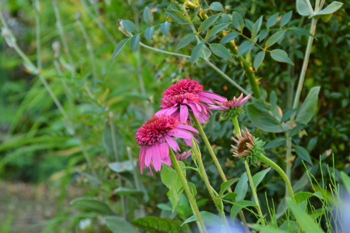 c0172234_21411544.jpg