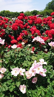 d0178136_15342637.jpg