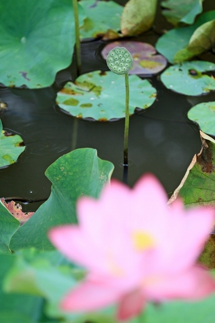 a0242438_21481888.jpg