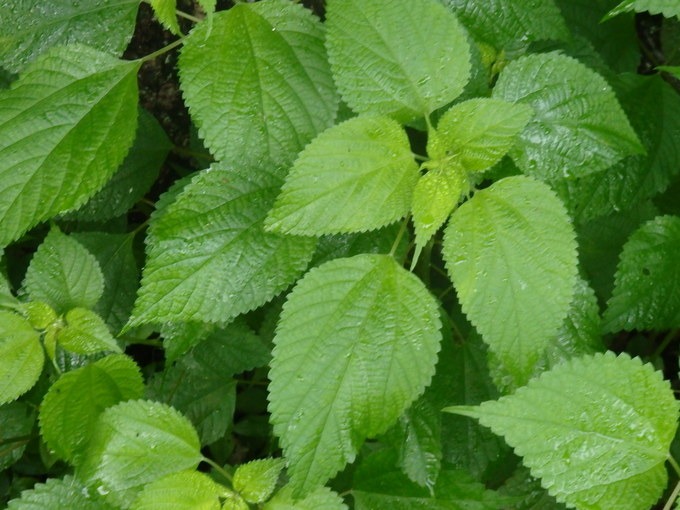 a0054240_21425347.jpg
