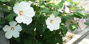 b0080342_08381633.jpg