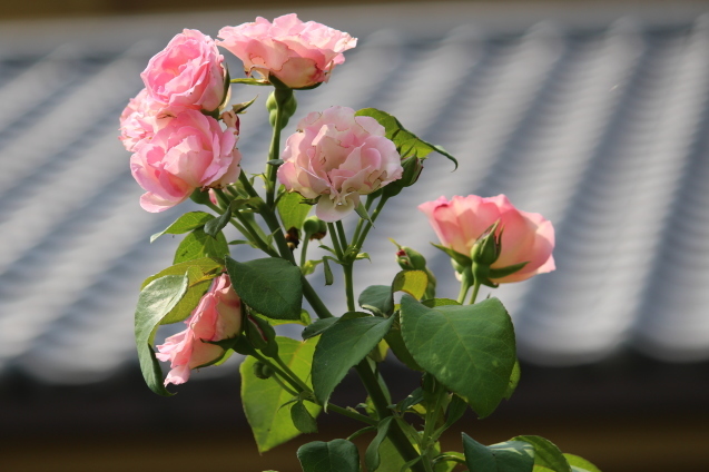 b0246758_21204286.jpg