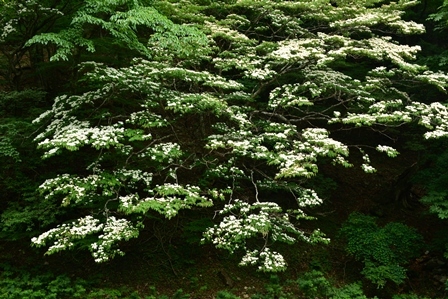 c0303868_08250997.jpg
