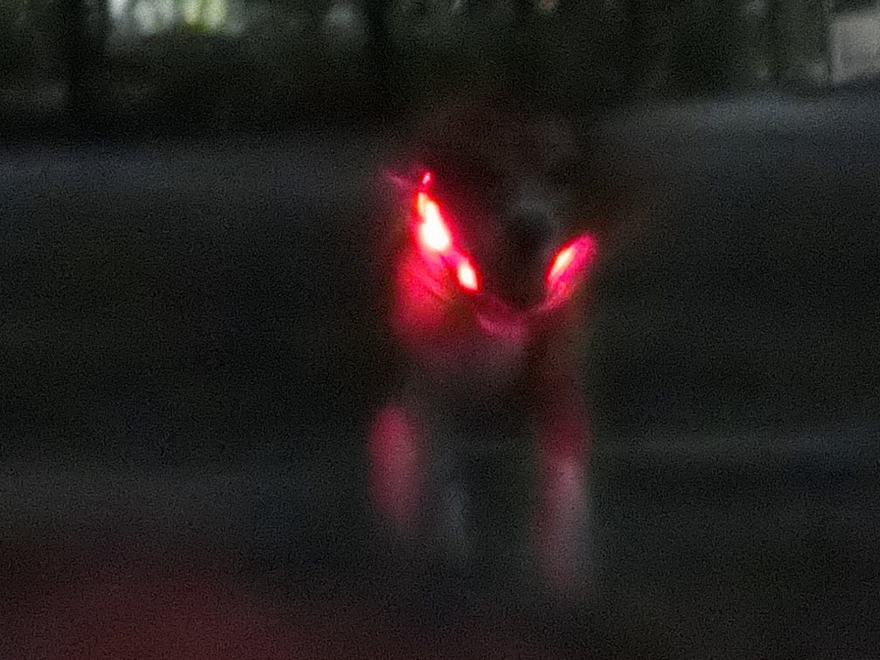 a0319693_6472972.jpg