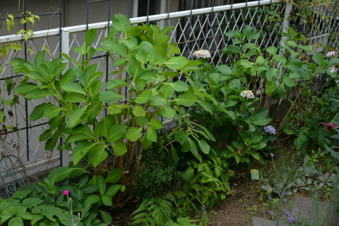 e0335926_11450540.jpg