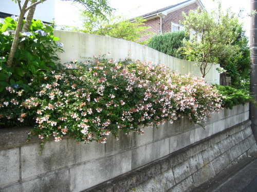 e0350927_10460091.jpg