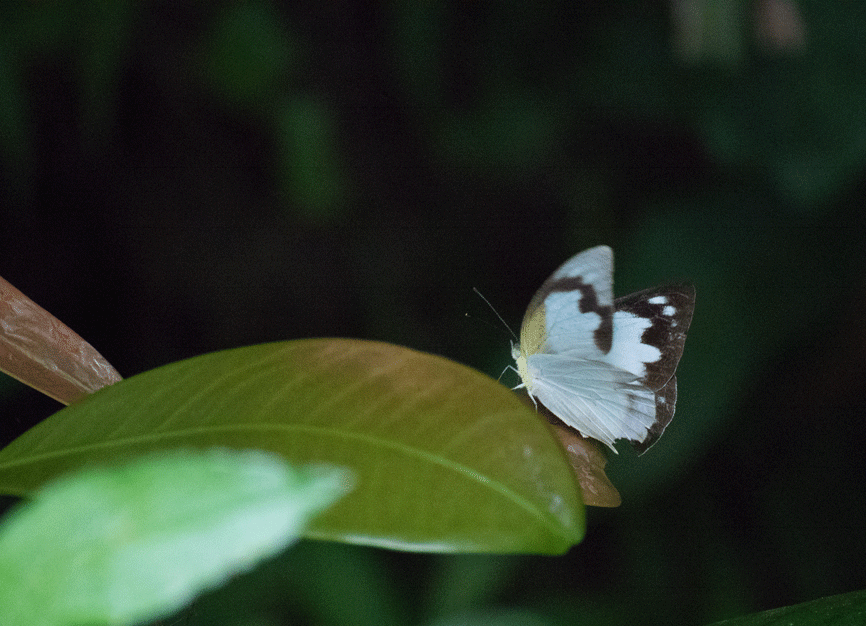 a0126632_19361577.gif