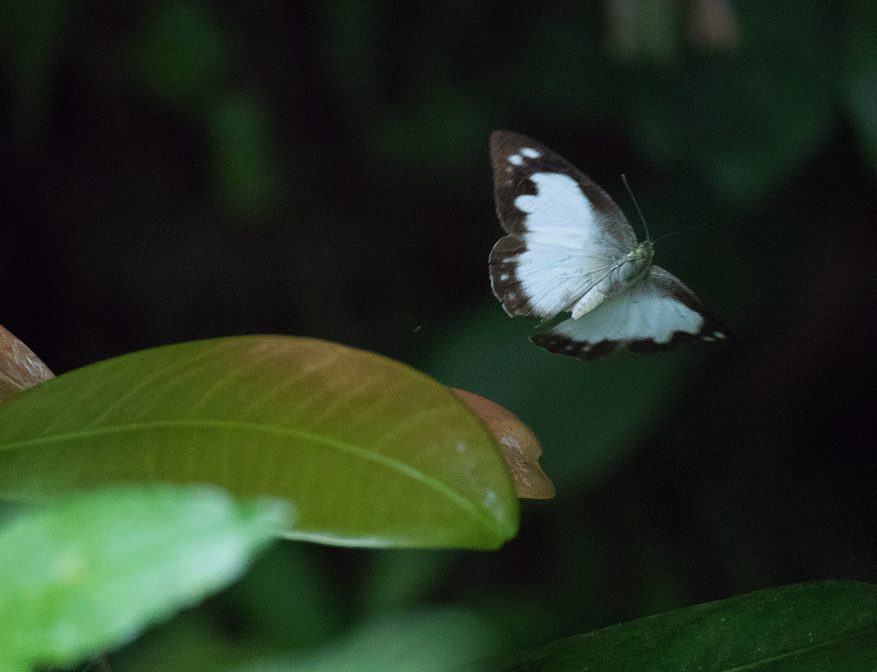 a0126632_19364373.gif