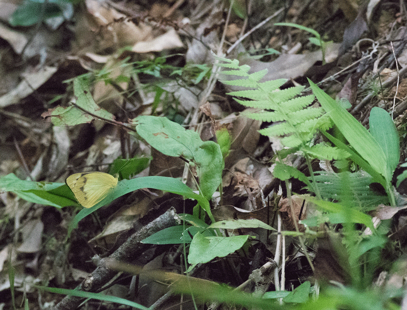 a0126632_19393957.gif