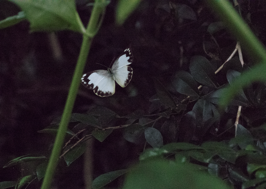 a0126632_19400153.gif