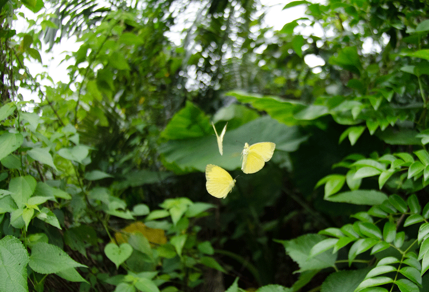 a0126632_19500242.gif
