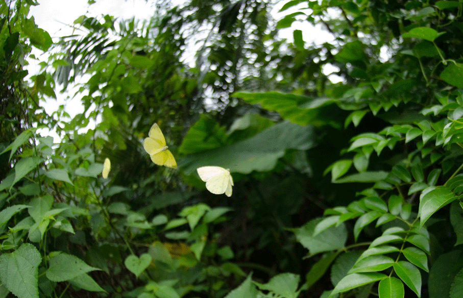 a0126632_19502099.gif