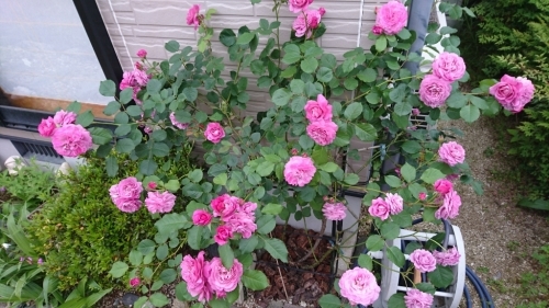 c0175339_12110444.jpg