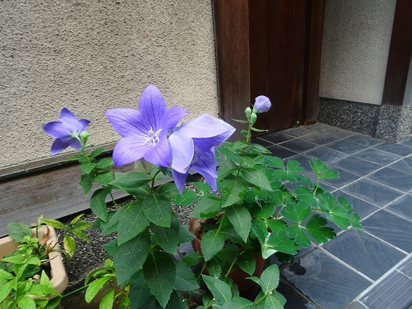 b0299042_14001311.jpg