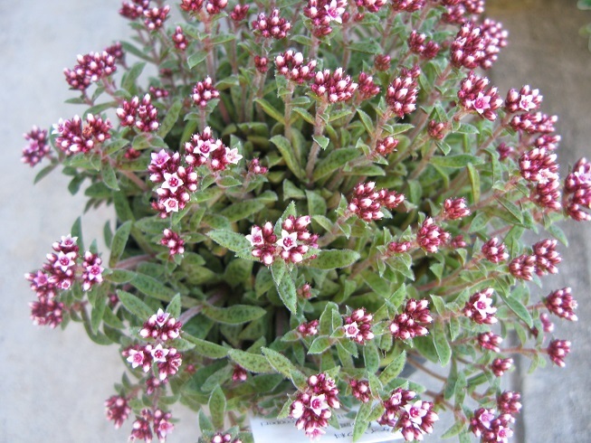 d0333943_14525529.jpg