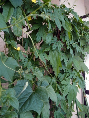 c0354352_21315974.jpg