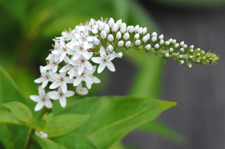 a0001354_23301654.gif
