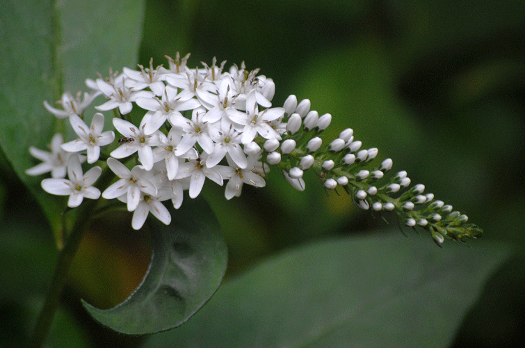 a0001354_23302637.gif