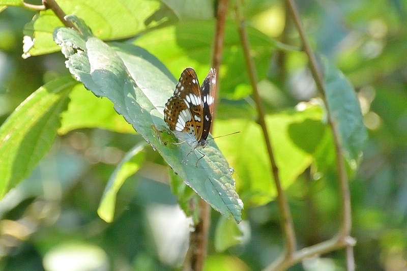 f0031682_16102235.jpg