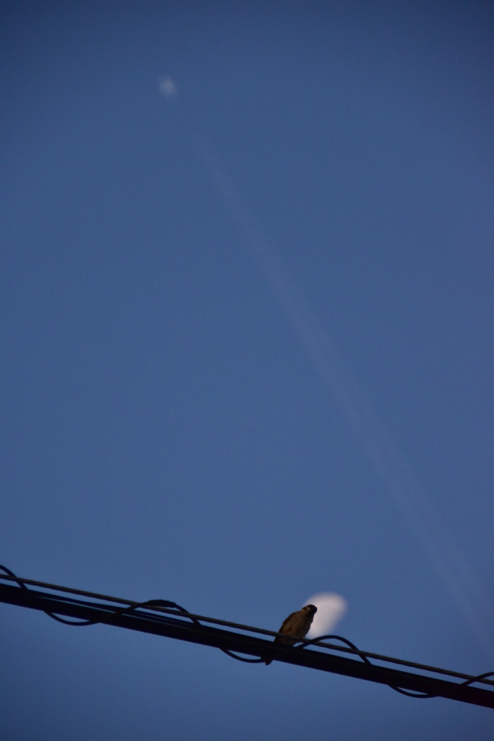 c0049299_22092226.jpg