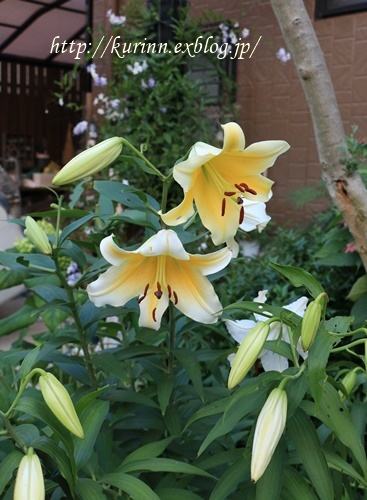 a0123003_21230421.jpg