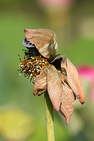b0014607_07424331.jpg