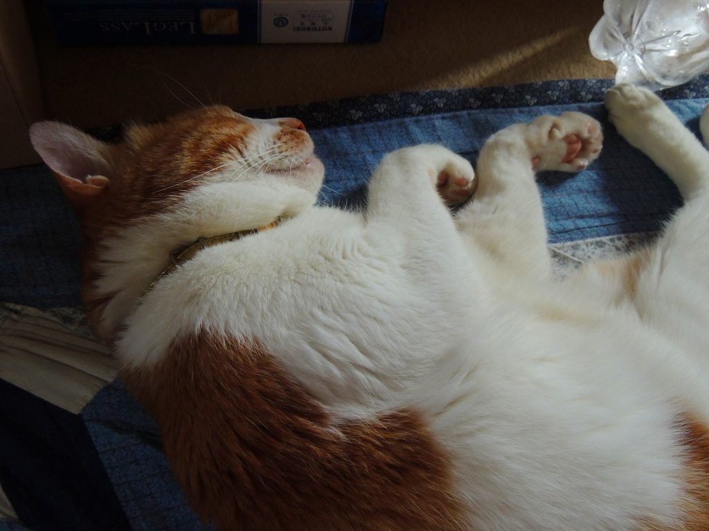 e0372207_1725355.jpg