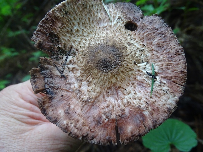 f0360815_15220457.jpg