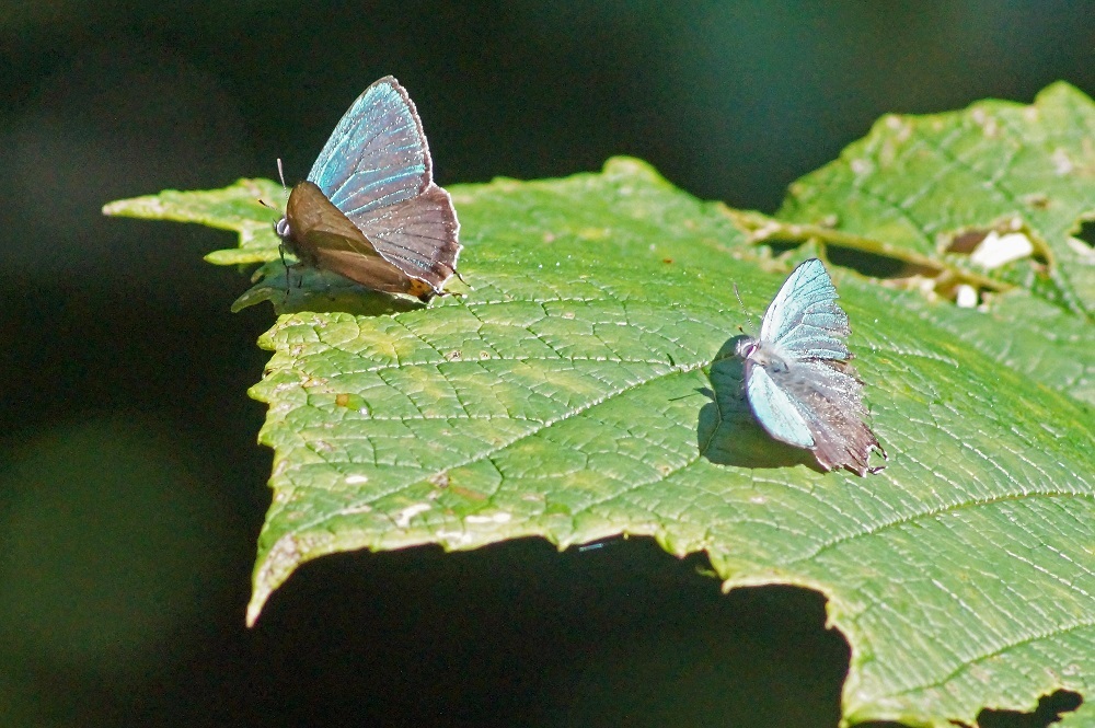 c0042418_08475323.jpg