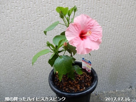 e0033229_1931332.jpg