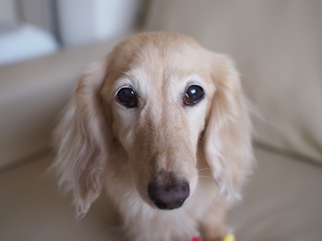 c0117831_16312837.jpg
