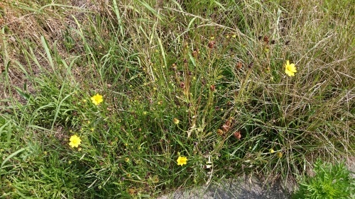 e0166734_20355169.jpg