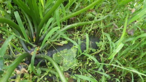 c0300035_16031358.jpg