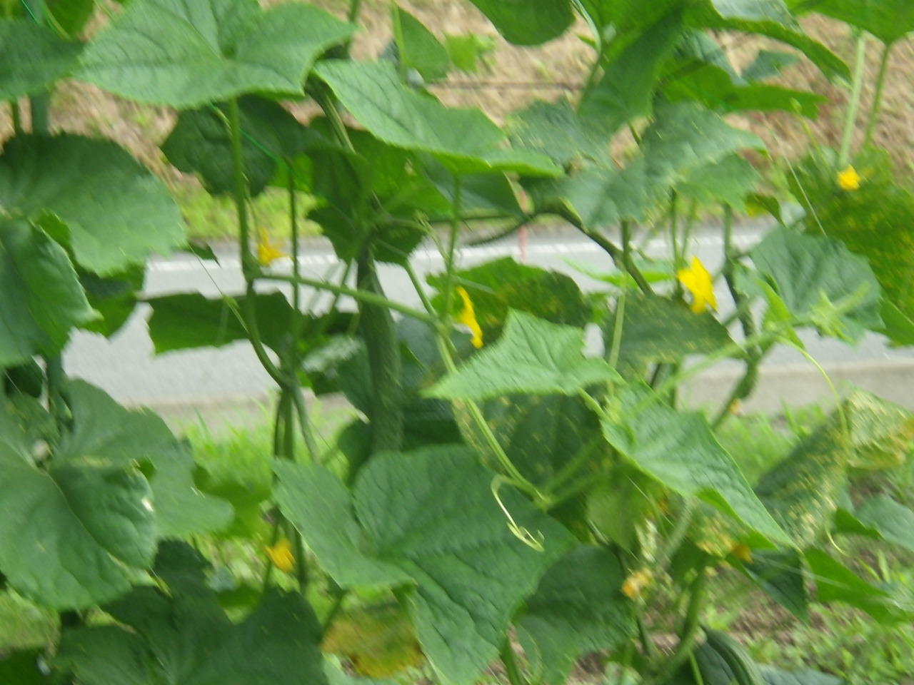 c0300035_16033925.jpg