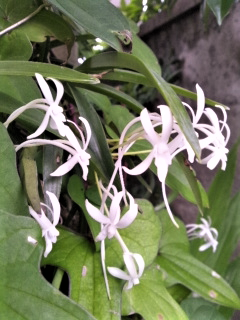 e0080346_17492313.png