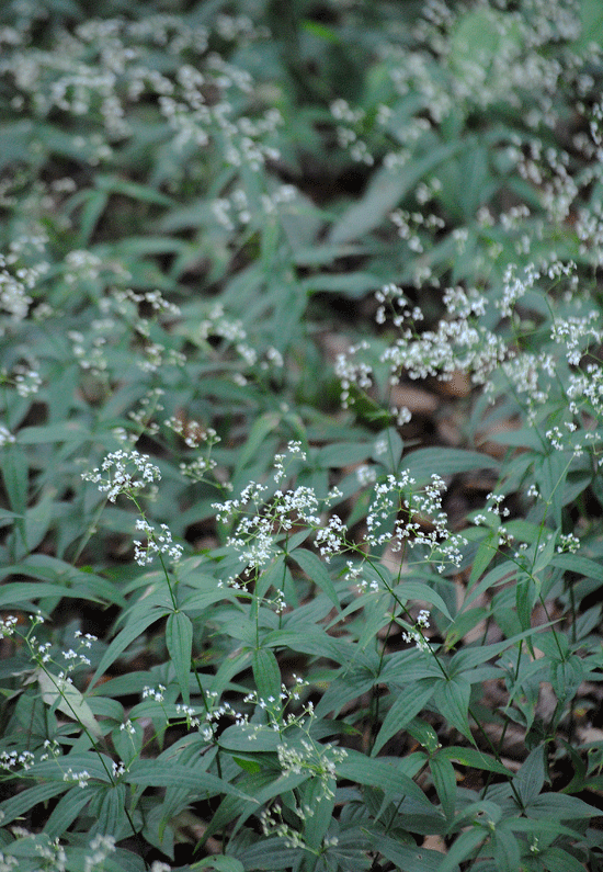 a0001354_23493064.gif