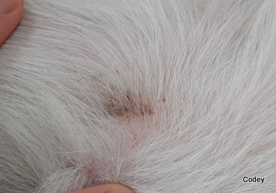 e0364056_1173945.jpg