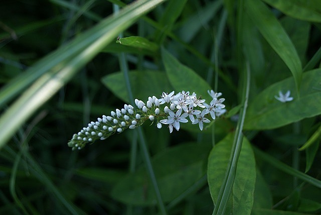 e0339960_12163673.jpg