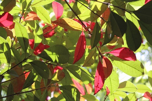 e0170863_21592019.jpg