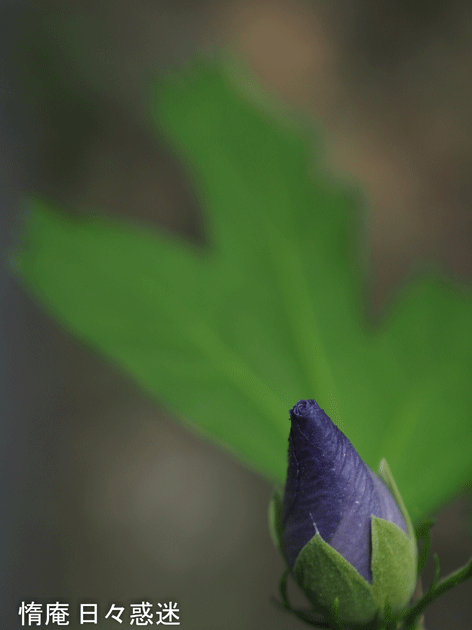 e0346064_15343158.gif