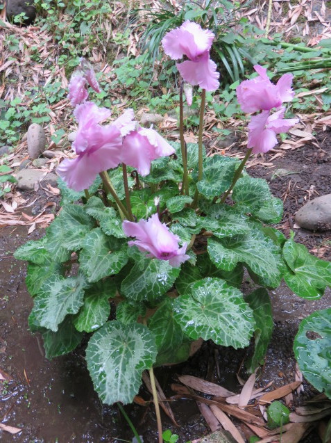 f0032766_12065701.jpg