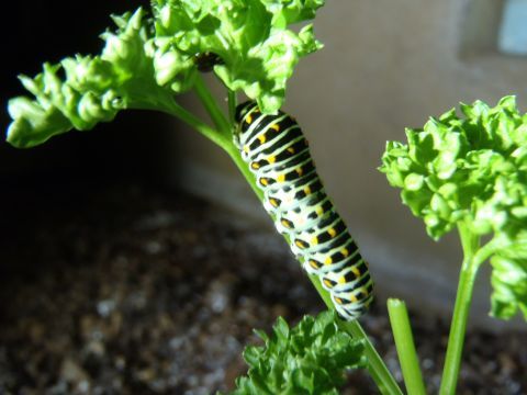 f0047773_16422041.jpg
