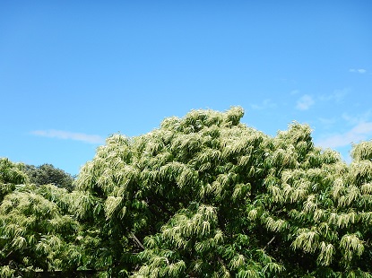 e0077899_1725552.jpg