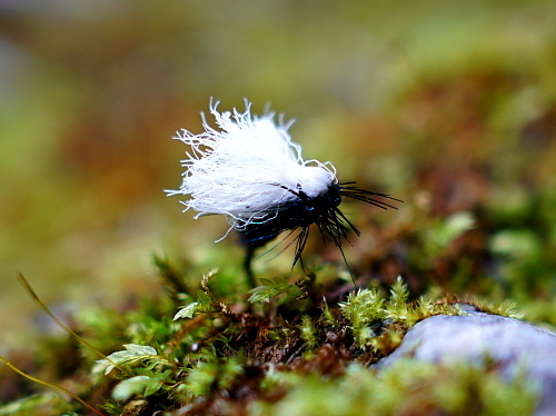 c0339900_20121469.jpg