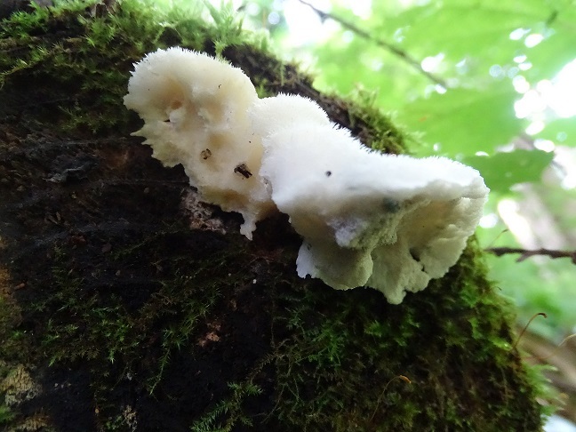 f0360815_16412628.jpg