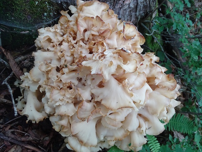 f0360815_16412716.jpg