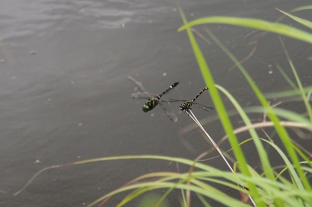 c0369423_21033329.jpg