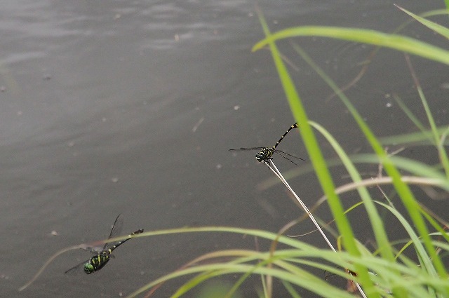 c0369423_21033393.jpg